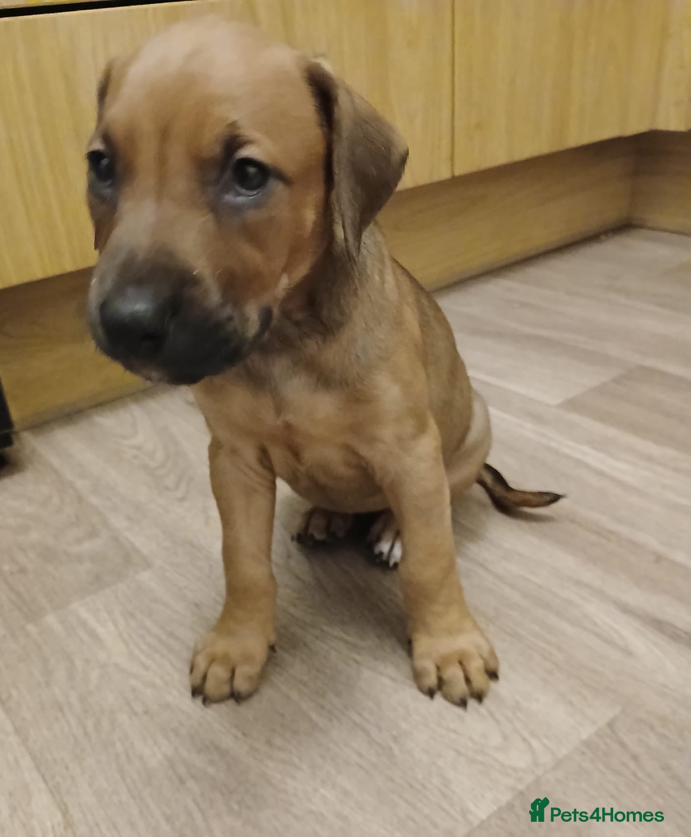 Mixed Breed dogs Doberman pups  - Advert 1