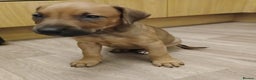 Mixed Breed dogs for sale: Doberman pups  - Advert 2