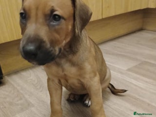 Mixed Breed dogs Doberman pups - Advert 1