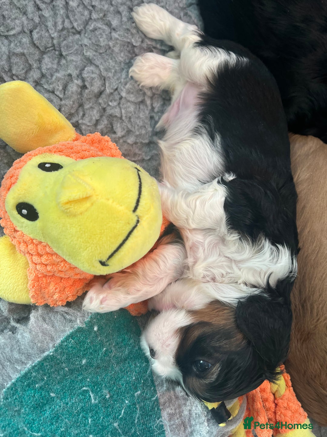 Cavalier King Charles Spaniel dogs for sale: Extensively health tested KC reg cavalier boys - Advert 10