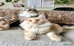 Norwegian Forest Cat cats for sale: Full FIFe pedigree Norwegian Forest Kittens  in Normanton - Image 23