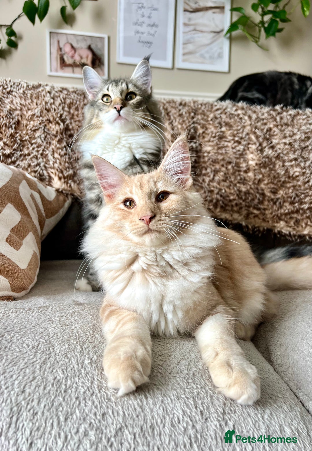 Norwegian Forest Cat cats for sale: Full FIFe pedigree Norwegian Forest Kittens  in Normanton - Image 23