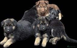 German Shepherd dogs for sale: Beautiful German Shepherd Puppies  - Image 12