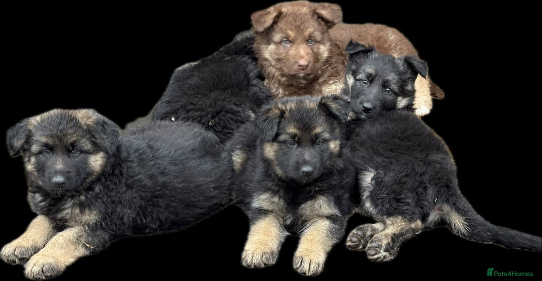 German Shepherd dogs for sale: Beautiful German Shepherd Puppies  - Image 12