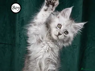 Maine Coon cats STUNNING XL TICA REG MAINE COON BOY KITTEN - Advert 17