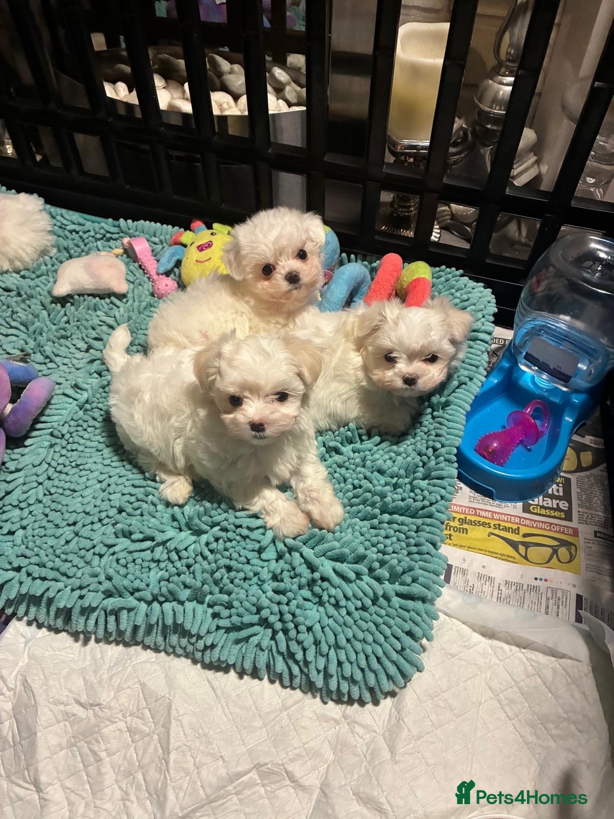 Maltese dogs stunning Korean Maltese puppies - Advert 13