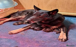 German Shepherd dogs for sale: CZECH DDR WEST GERMAN OLD BLOODLINE KC - Image 4