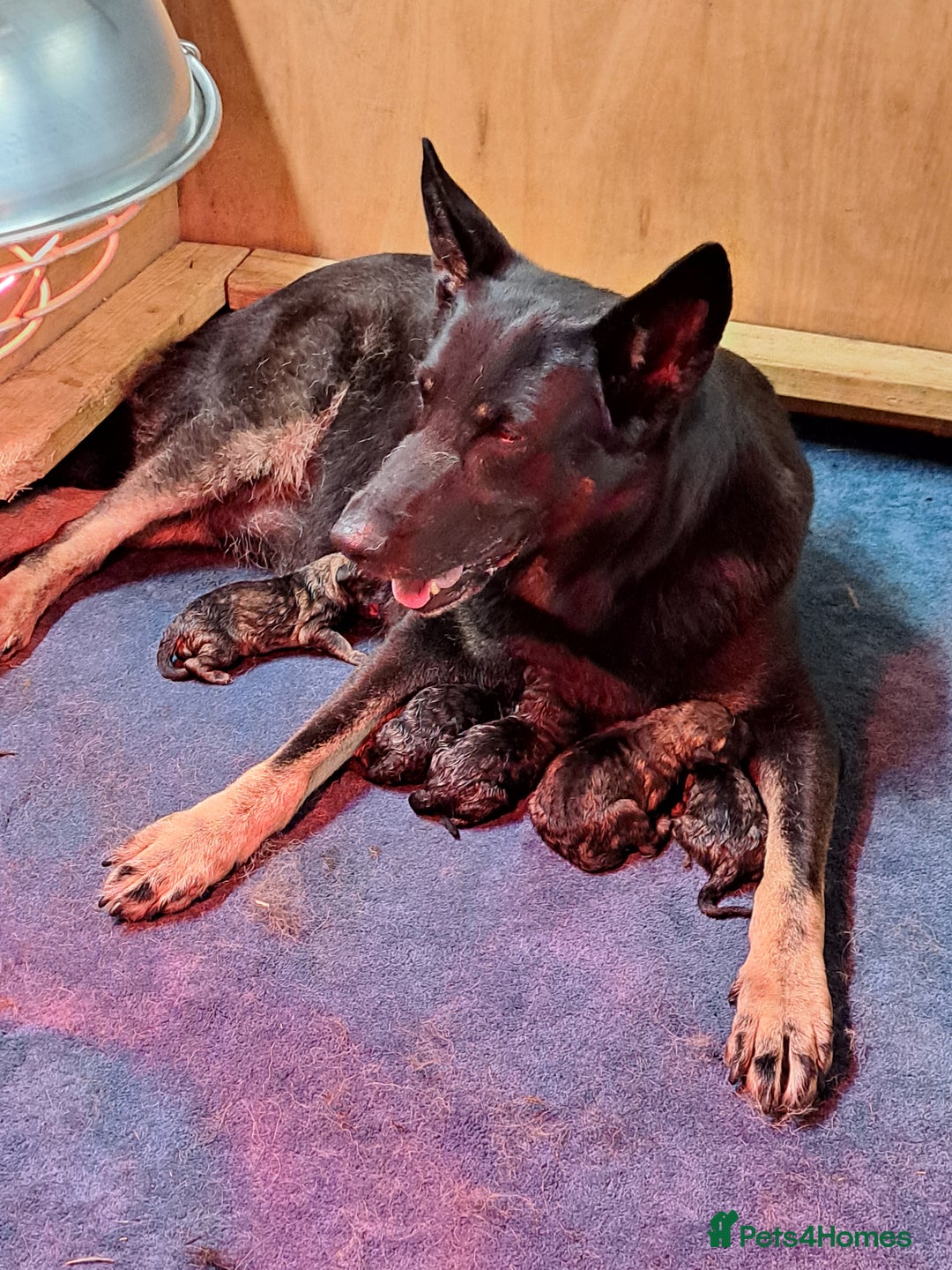German Shepherd dogs for sale: CZECH DDR WEST GERMAN OLD BLOODLINE KC - Image 4
