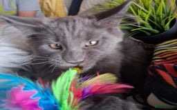 Maine Coon cats for sale: MAINE COON XL purebred registered active - Image 25