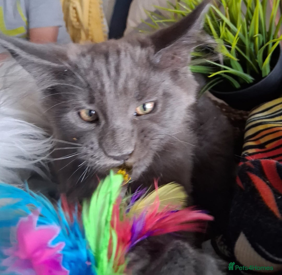 Maine Coon cats for sale: MAINE COON XL purebred registered active - Image 25