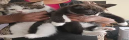 Mixed Breed cats for sale: Beautiful Bengal and Himalayan Kittens for Sale - Advert 12