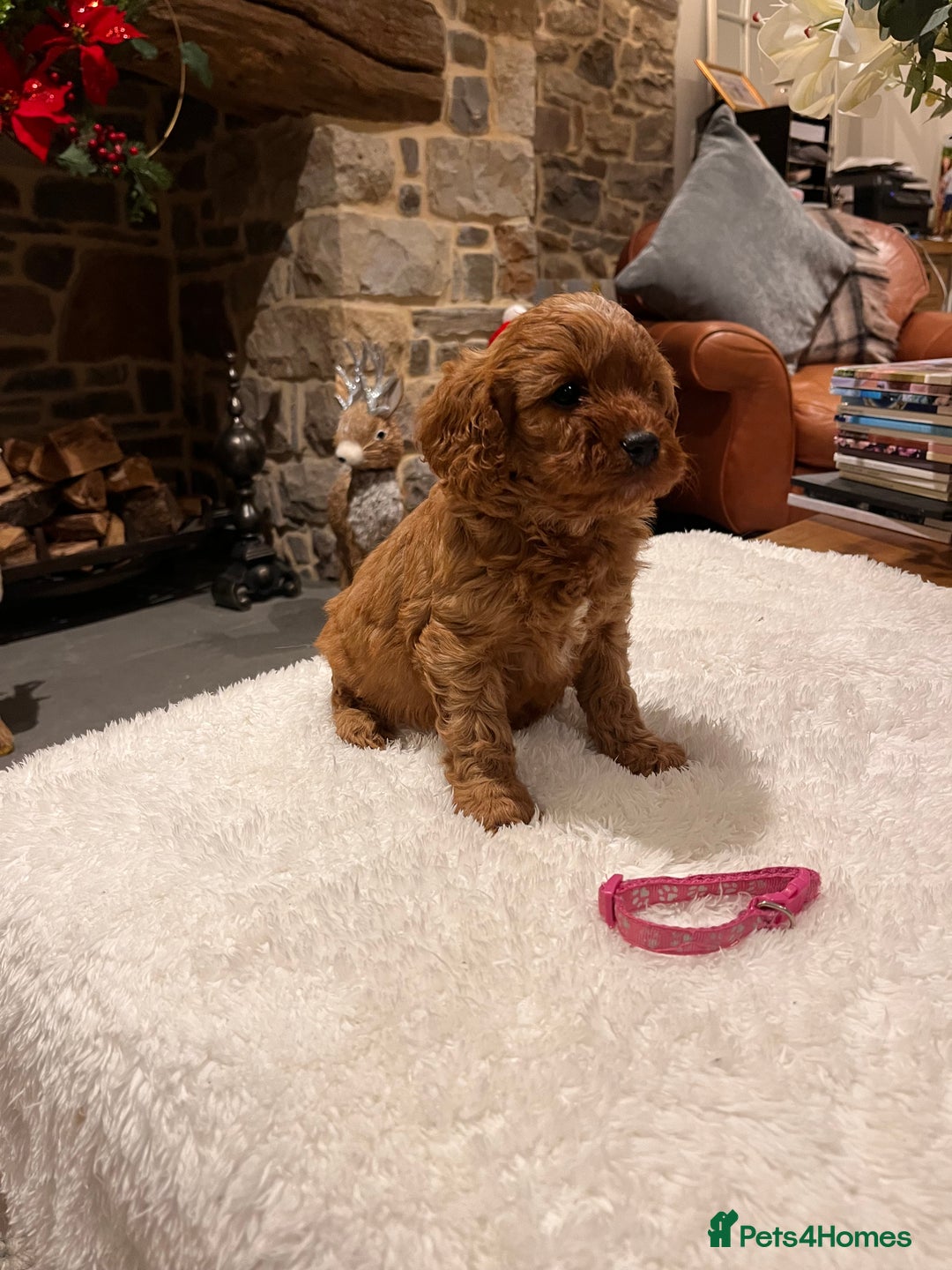 Cavapoo dogs for sale: Gorgeous litter of F1 Cavapoo puppies  - Advert 4