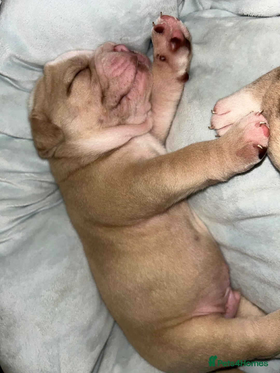 Olde English Bulldogge dogs for sale: Must See! Olde English Puppies  - Image 13