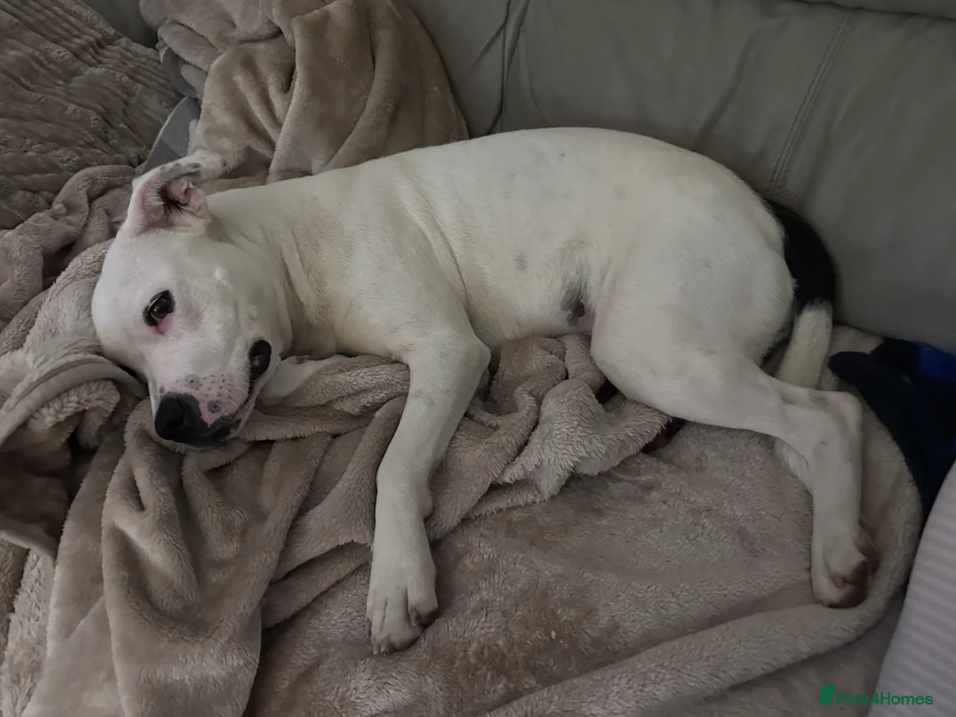 Mixed Breed dogs for sale: Daphne  - Advert 9