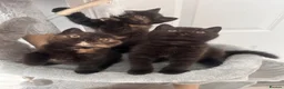 British Shorthair cats for sale: 2 Gccf registered British Shorthair kittens - Advert 5