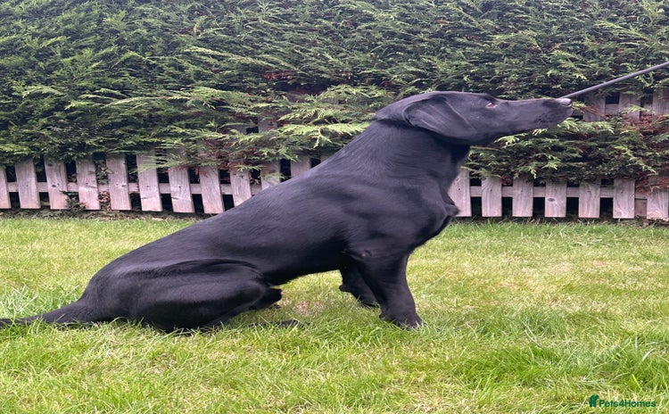 Labrador Retriever dogs - Advert 1