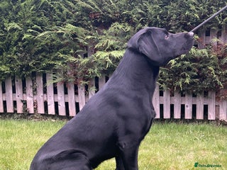 Labrador Retriever dogs - Advert 16