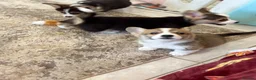 Welsh Corgi Pembroke dogs for sale: Pembroke Welsh corgi pups - Advert 10