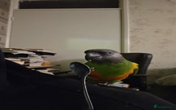 Parrots birds for sale: Tame 18 month old Senegal Parrot - Advert 2