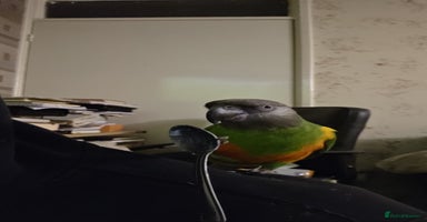 Parrots birds Tame 18 month old Senegal Parrot - Advert 6