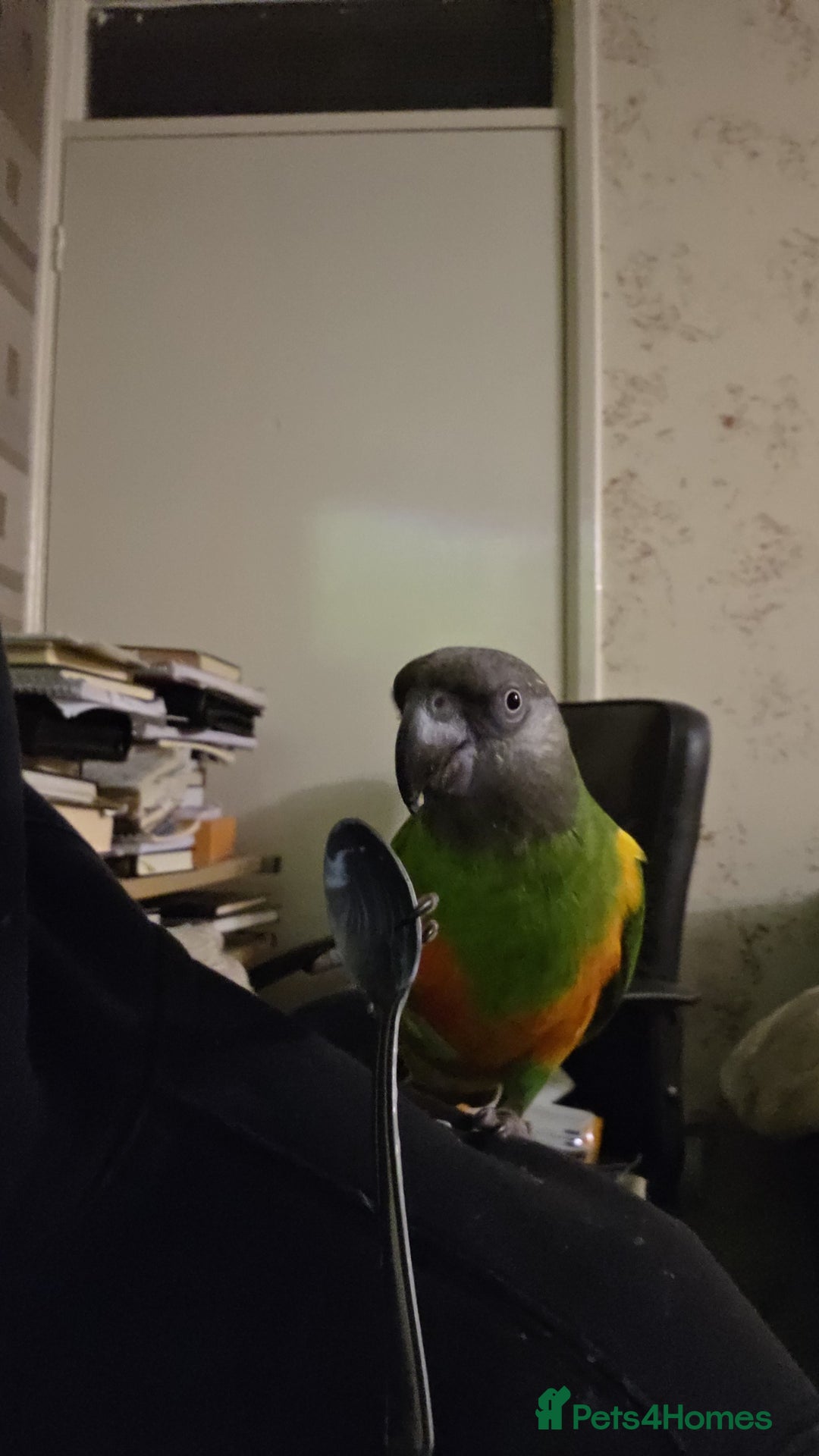 Parrots birds for sale: Tame 18 month old Senegal Parrot - Advert 2