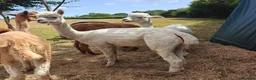 Alpaca livestock for sale: BAS registered breeding female Alpacas  - Advert 3