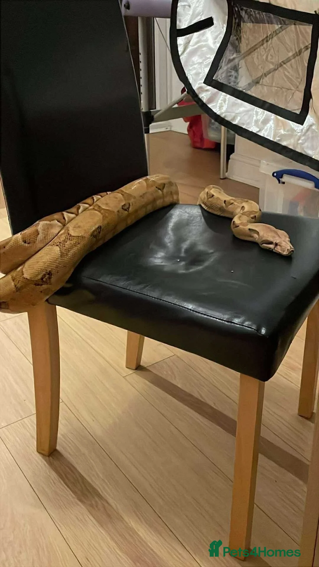 Boa Snake reptiles for sale: 6ft salmon female boa  - Advert 2