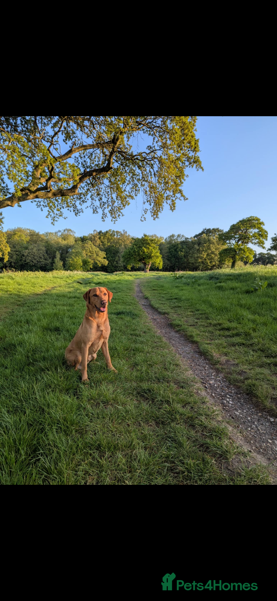 Labrador Retriever dogs Fox Red Champion Line Working lab  - Advert 5