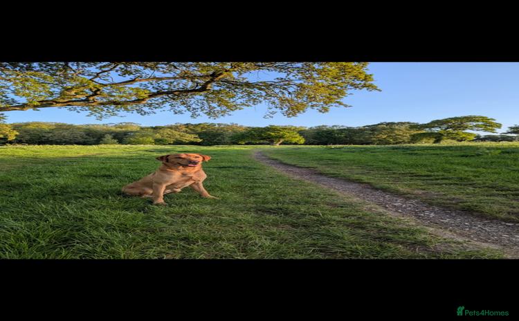 Labrador Retriever dogs - Advert 13