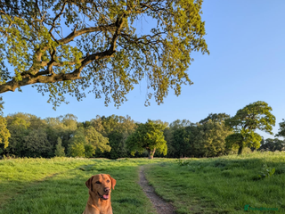 Labrador Retriever dogs Fox Red Labrador Stud, KC Reg, Champion line - Advert 2