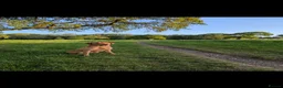 Labrador Retriever dogs for stud: Fox Red Champion Line Working lab  - Advert 1