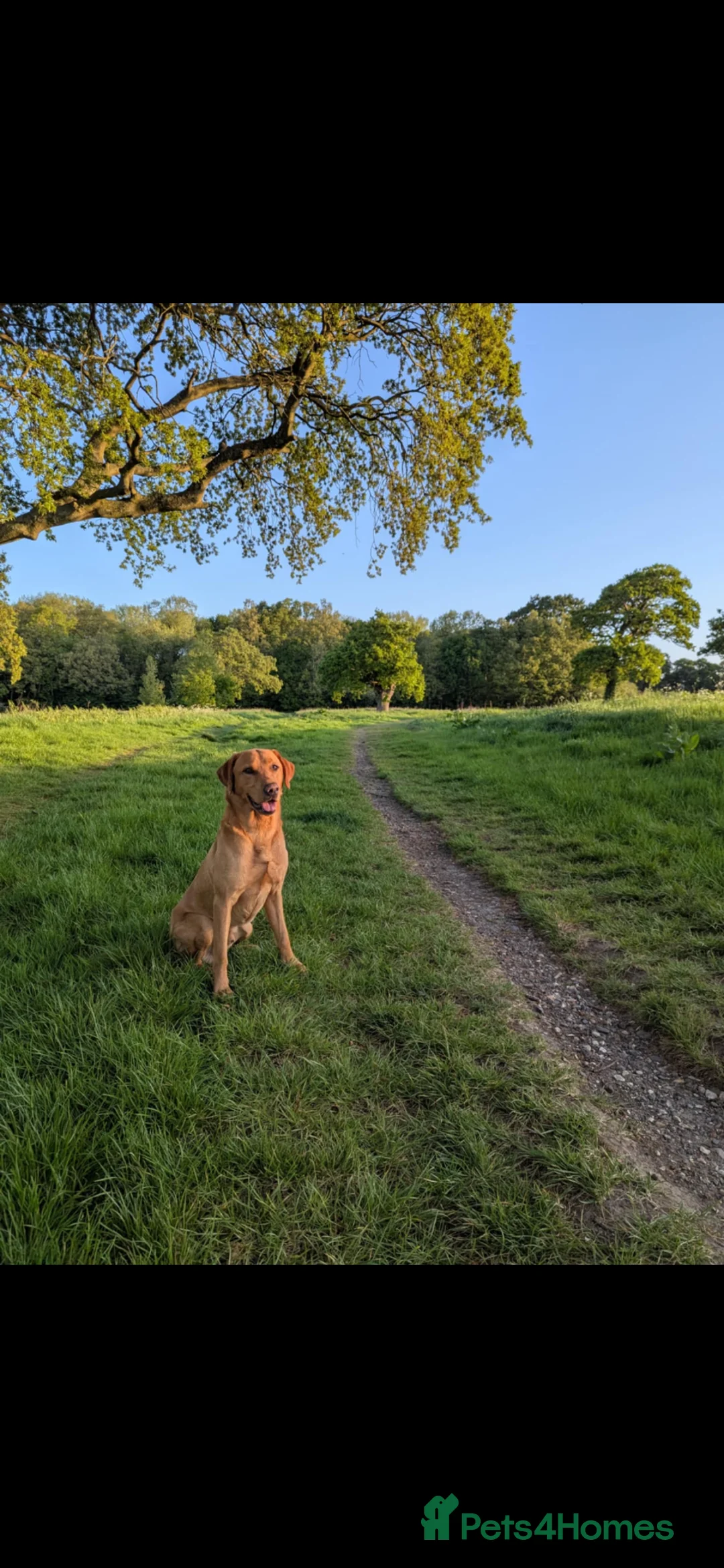 Labrador Retriever dogs for stud: Fox Red Champion Line Working lab  - Advert 1