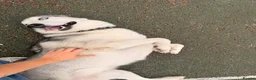 Siberian Husky dogs for sale: Male Siberian Husky - Advert 4