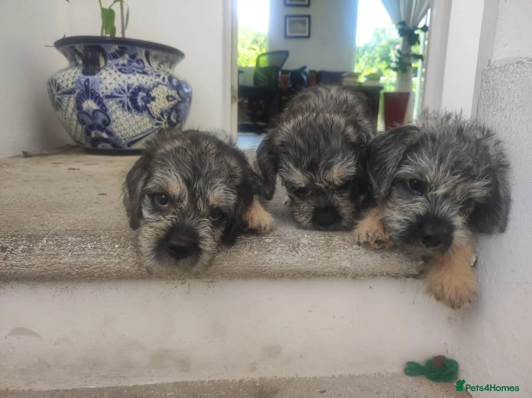 Dandie Dinmont Terrier dogs for sale: Dandie Dinmont Terrier puppies, now ready in London - Advert 4