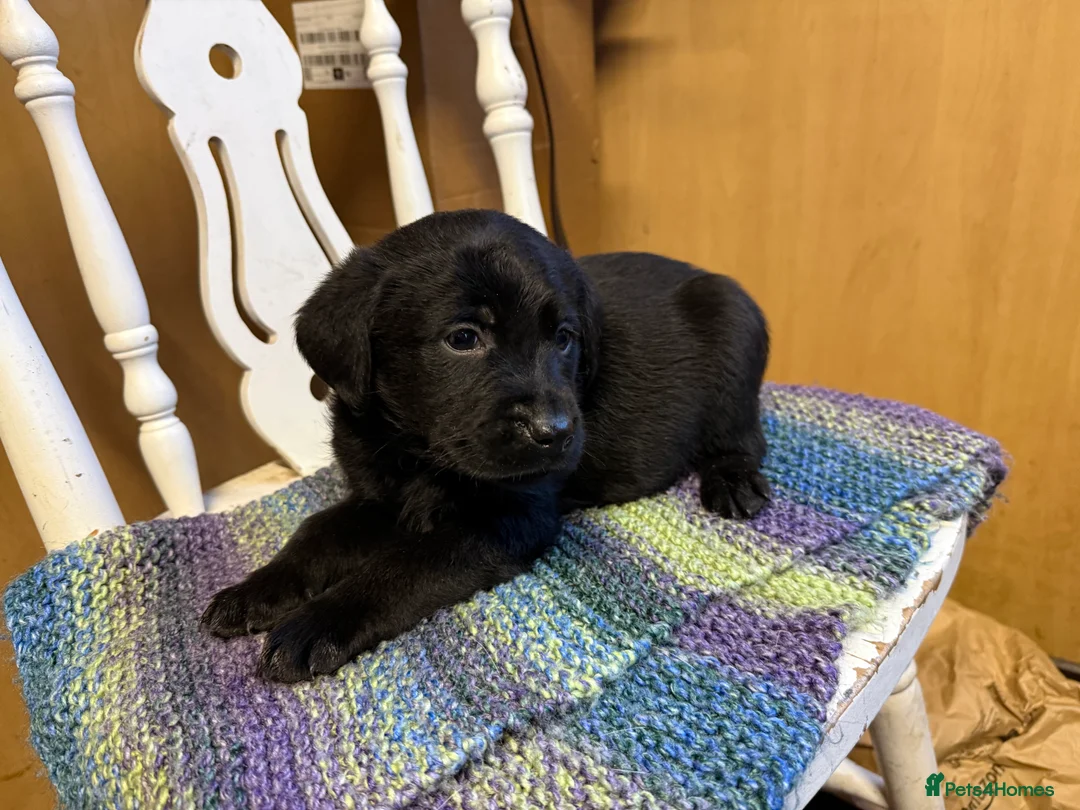 Labrador Retriever dogs for sale: 4 stunning black lab puppies - Advert 2