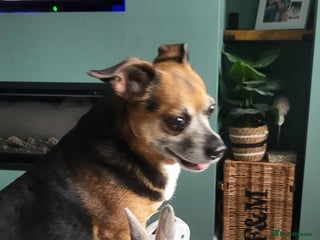 Netherland Dwarf rabbits - Advert 1