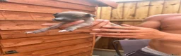 Whippet dogs for sale: Whippet pups for sale  - Advert 4