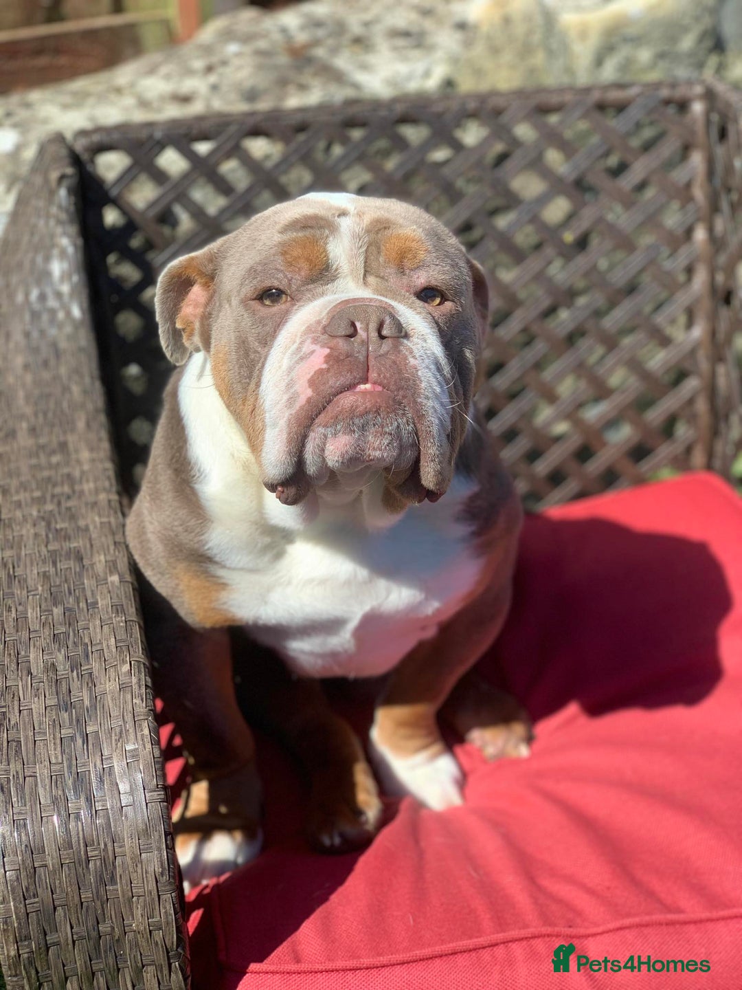 Olde English Bulldogge dogs for sale: 07496730941 : lilac tri Olde English Bulldogges - Image 19