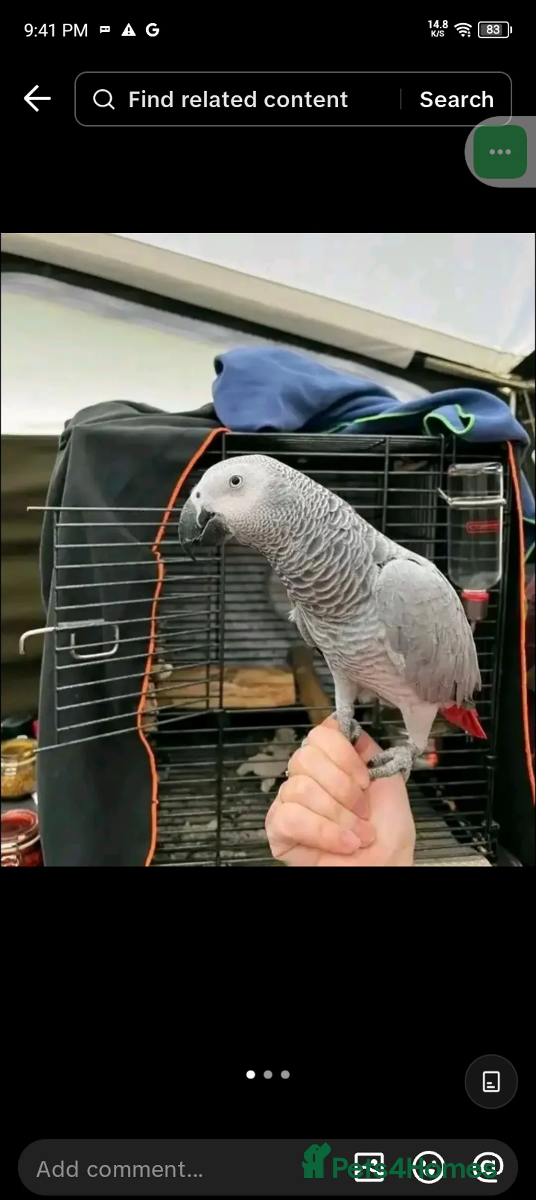 Parrots birds for sale: Perfectly feathered African grey birds - Advert 2