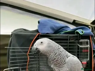 Parrots birds Perfectly feathered African grey birds - Advert 1