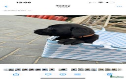 Cane Corso dogs for sale: cane corso puppy’s! - Image 6