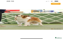 Border Collie dogs for sale: DUE 1st August Border collie Puppies - Image 12