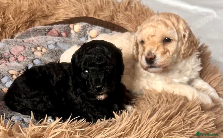 Cockapoo dogs - Advert 14