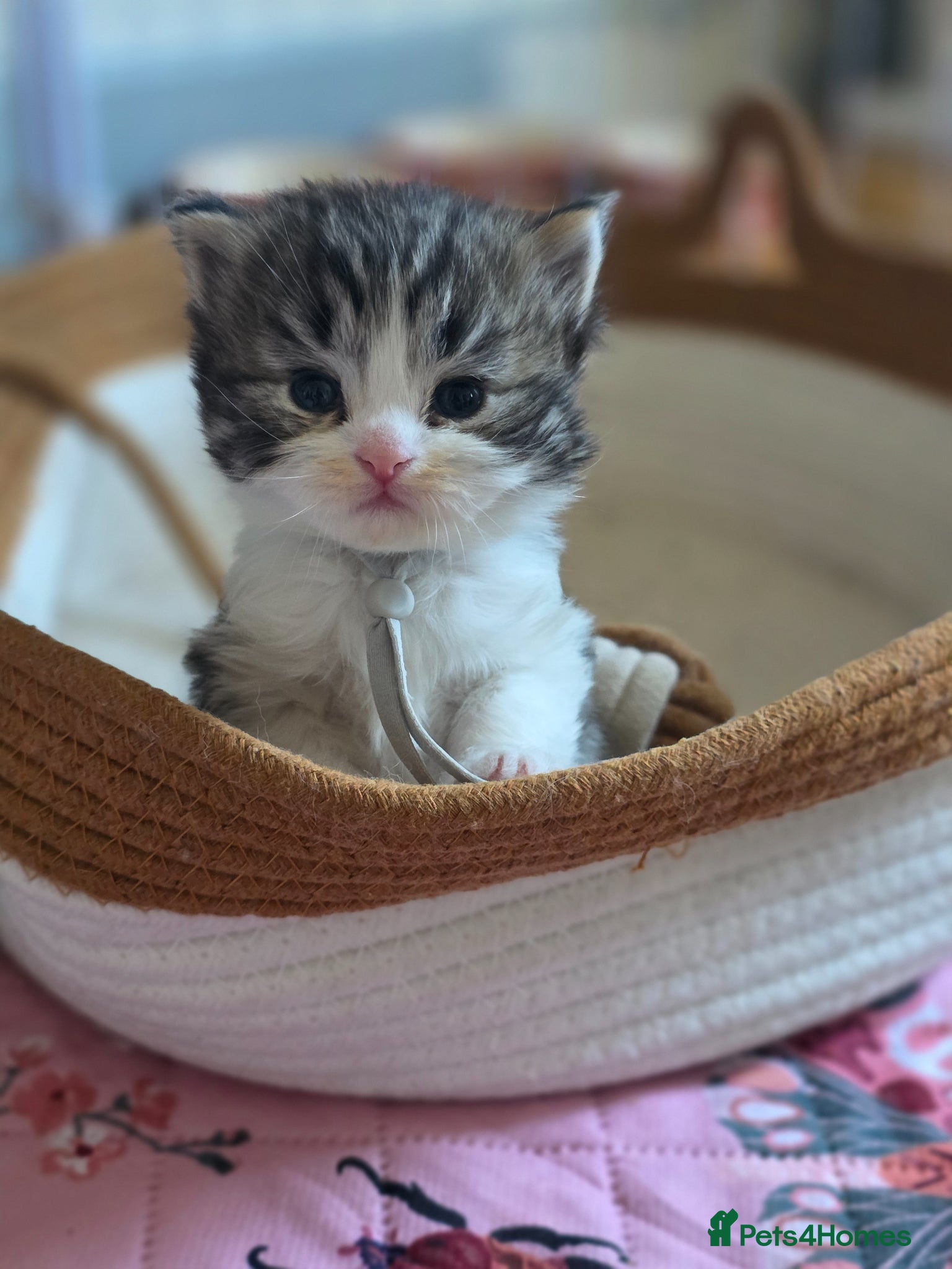 British Shorthair cats 3/4 BLH BOY - Advert 17