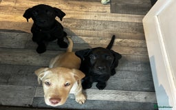 Labrador Retriever dogs for sale: KC registered labs ready to leave now *2 left* - Image 7