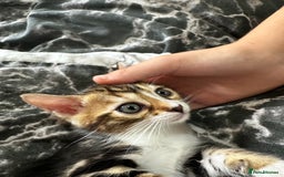 Bengal cats for sale: Male and female Bengals ready to leave  - Image 3
