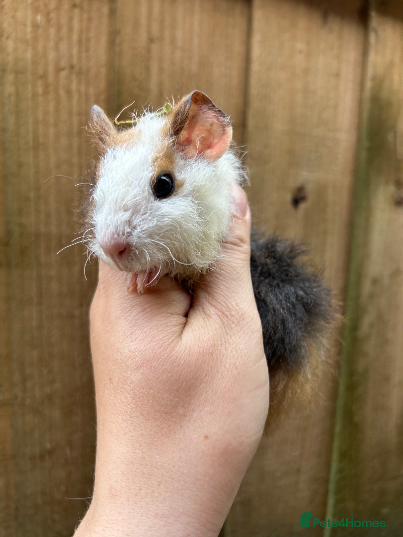 Guinea Pig rodents for sale: Beautiful Baby Male Guineapigs  - Advert 4