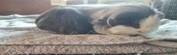 Guinea Pig rodents for sale: Pet peruvain  and sheltie boars bonded  - Advert 4