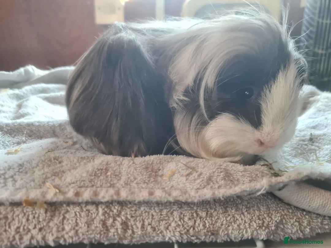 Guinea Pig rodents for sale: Pet peruvain  and sheltie boars bonded  - Advert 4