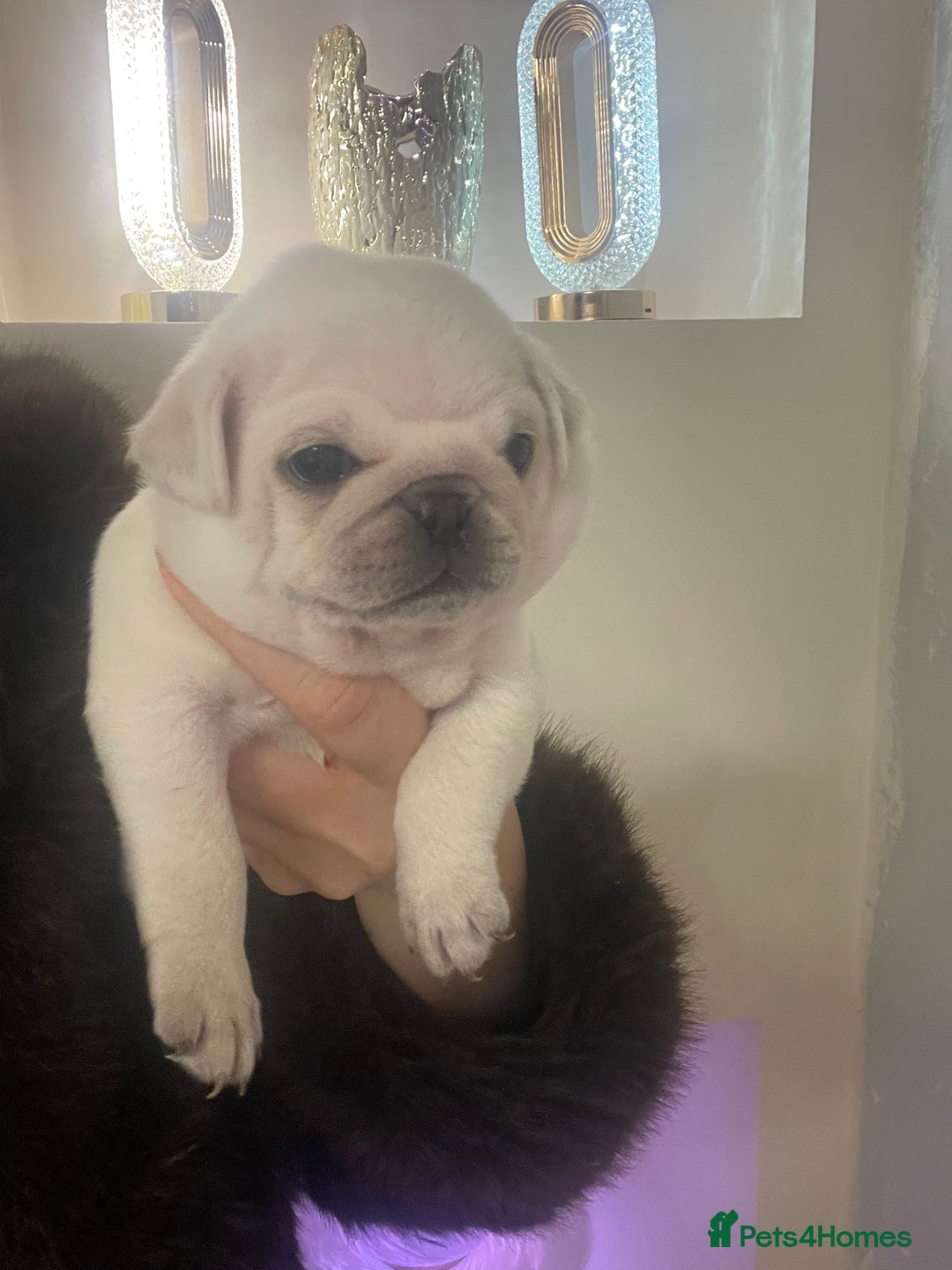 Pug dogs for sale: Beautiful pugs  - Advert 1